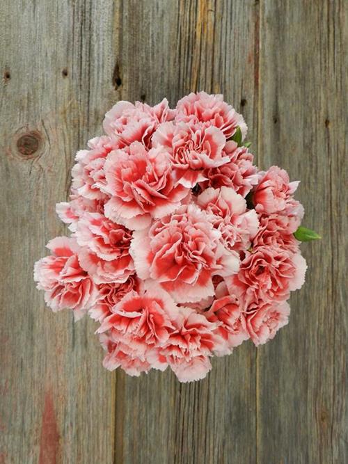 SCARLETTE BI-COLOR RED/WHITE MINI CARNATIONS